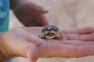 Schildpadje bij ons huis
