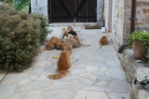 Aug 2014 Hercules mee eten