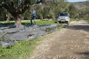 Olijvenpluk jan 2009