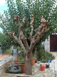 Half gesnoeide moerbei