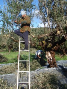 Kyria Martina in de boom