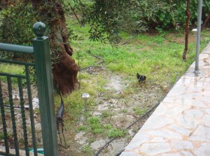 We hoeven geen water te geven.