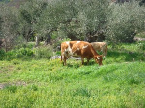 koeien onder ons terras