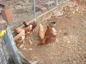 Nieuw toompje kippen