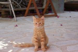 Telly, een Main Coom?