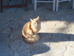 Telly na de sterilisatie