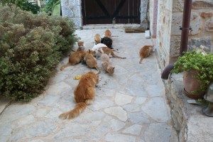 Hercules met de andere poezen