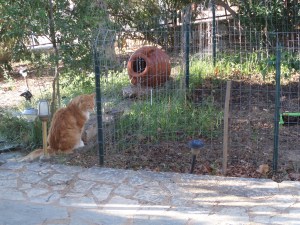 Hercula aan het douchen  Moestuin in late zomerstand 