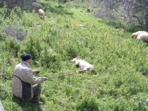 Giorgos en zijn varken
