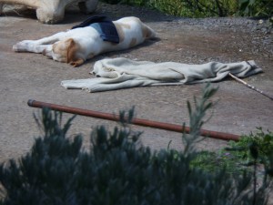 Vangelis in diepe slaap