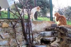 Hercules en Vangelis