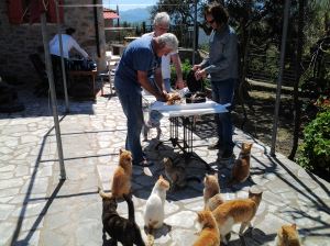 Jeroen, Maarten & John en veel katten