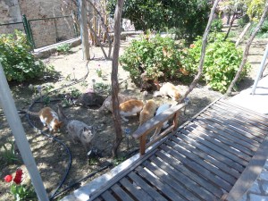 De katten aan het kluiven