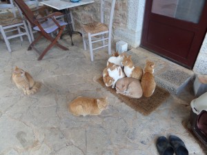 Poezen in herfststand