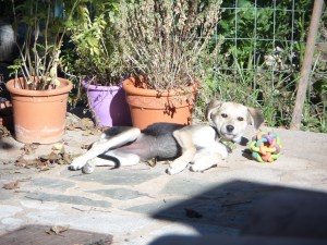 Zuri aan het zonnebaden
