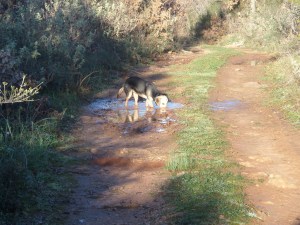 Souri speelt voor varken