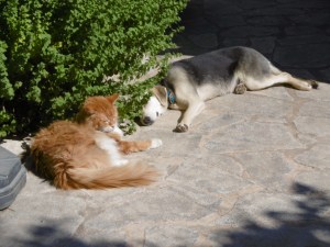 Souri met de tuintijger Hercules