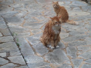 Hercules na de douche