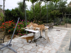 Ook voor de poezen is het Pasen