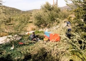 Diana verwijdert takjes en bladeren van de olijvenhoop