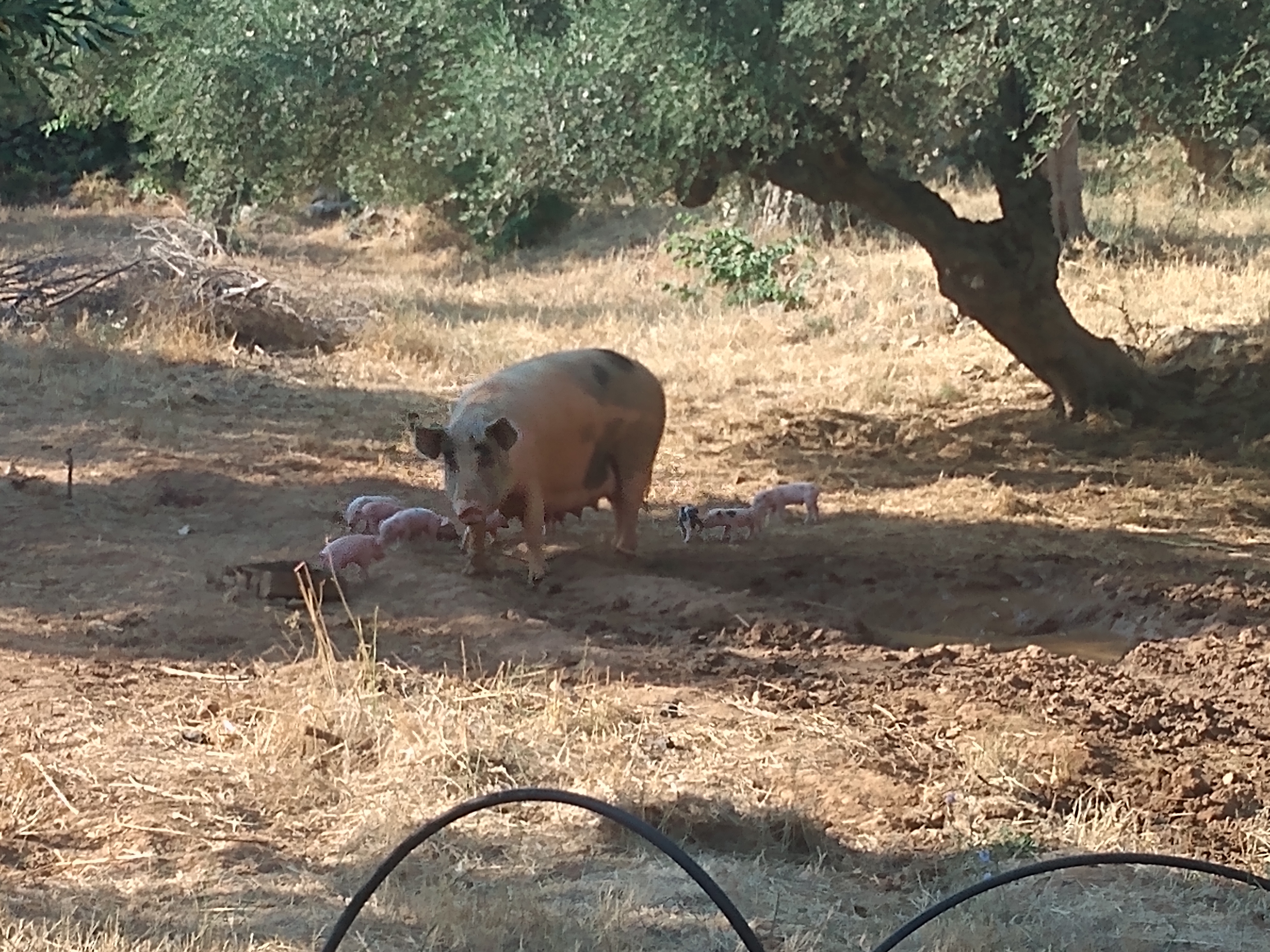 IMG_20210713_083943453