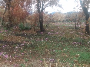 IMG_20211025_121717734