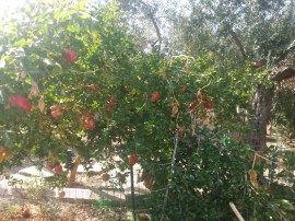 IMG_20221027_151254481